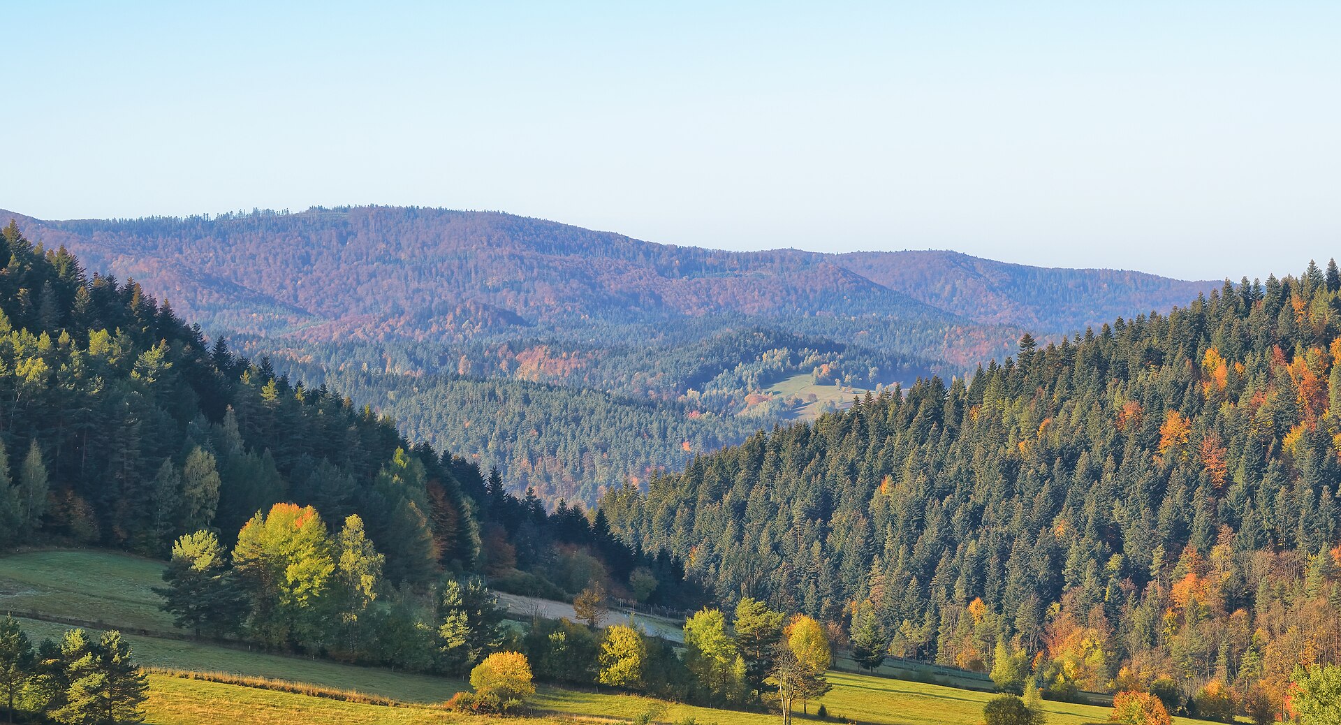 Forêt des Carpates en automne